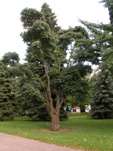 The Lavallee's cork tree in its new location