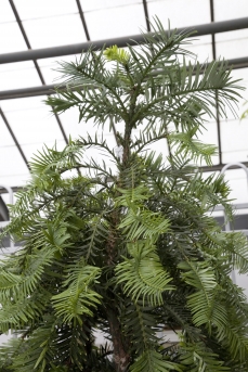 Wollemi pine, Wollemia nobilis