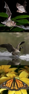 Photomontage of a bat, a Canadian goose (Branta canadensis) and a monarch butterfly (Danaus plexippus)