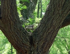 Photo of a Phellodendron amurense whose trunk is separated in four