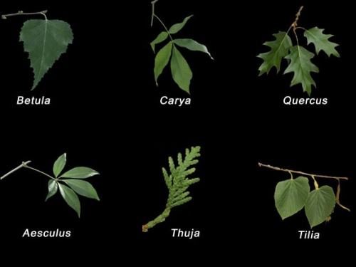 Photomontage of different tree leaves