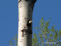 Photo d'un trou de pic (Dryocopus pileatus) dans un tronc d'arbre