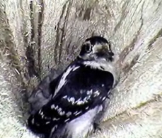 Photo of a downy woodpecker and its young, in their cavity