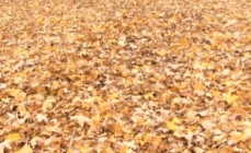 Photo d'un lit de feuilles d'automne jaunes au sol