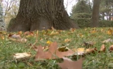 Photo du sol, avec vue de la base d'un tronc d'arbre et de feuilles mortes