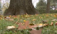 Photo of the ground, showing the base of a tree trunk and dead leaves