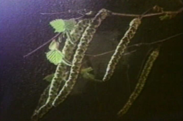 Image of a birch pollen cloud