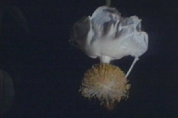 Photo of a baobab flower turned towards the ground