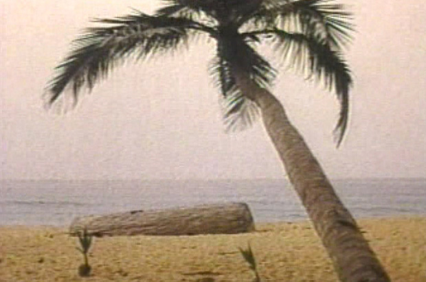 Photo d'un cocotier sur une plage