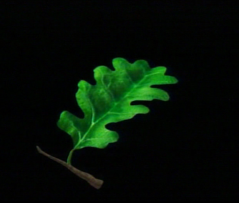 Drawing of a tree leaf on a black background