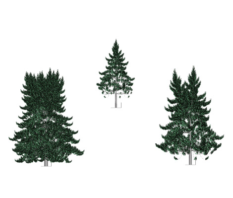 Graphic representation of poplars based upon mathematical growth models