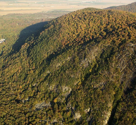 Aerial photo of a hickory-sugar maple forest