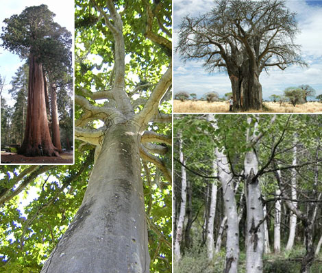 Photomontage of trees with different trunk sizes