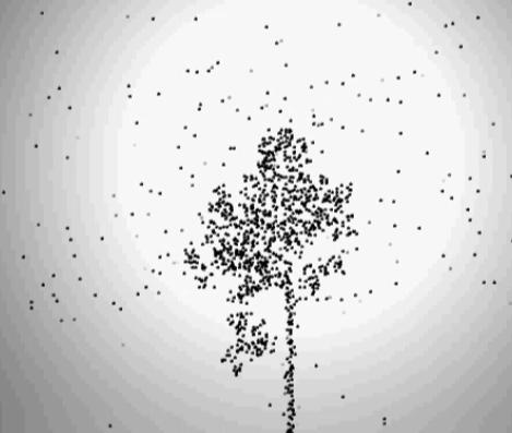 Graphic representation of carbon stocked in a tree