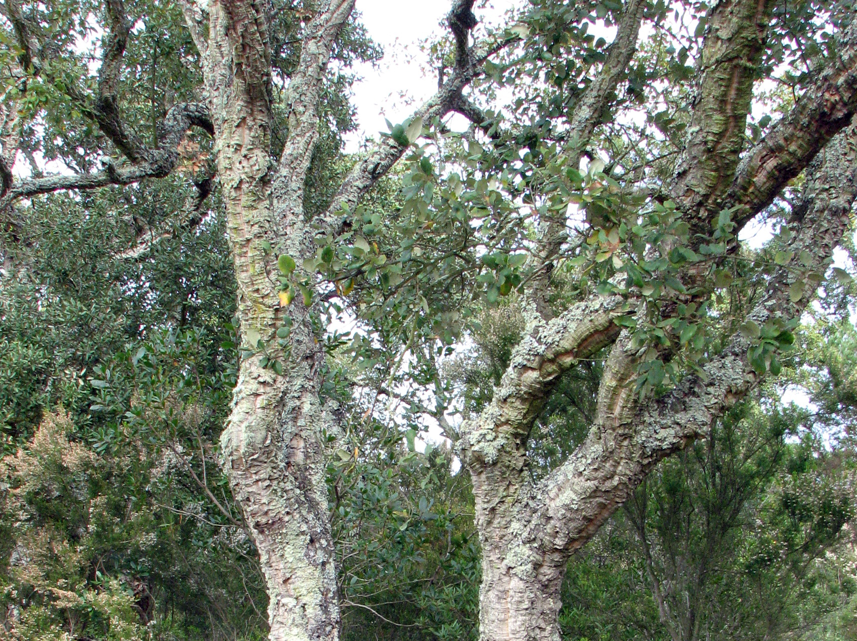 1.2.1E bark colors