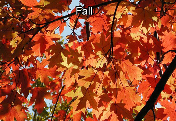 Photo of the reddish fall leaves of a maple