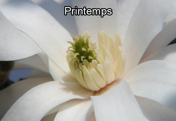 Photo d’une fleur de magnolia étoilé