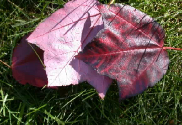 Photo of a fall leaf on the grass