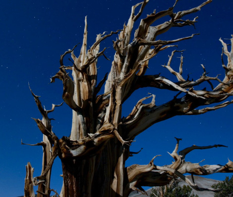 Photo d'un pin de Bristlecone