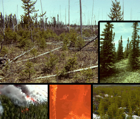 Photomontage of excerpts from the forest fire video, showing fires and forest regeneration