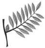 Drawing of a compound-pinnate leaf