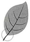 Drawing of a symmetrical leaf