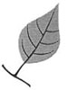 Drawing of a leaf with very long leaf tip