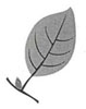 Drawing of a single leaf