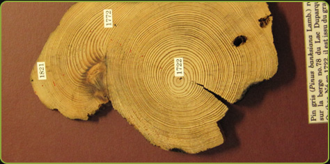 Photo of the trunk cutting of a Jack pine, born in 1722