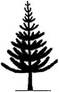 Shape of the Chile pine