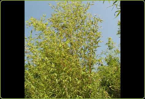 Black bamboo (Phyllostachys nigra gr. Henonis)