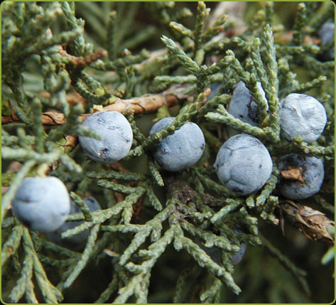 Juniperus virginiana 'Blue Mountain'