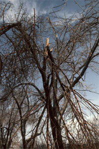 Trees with broken branches (observable sign) caused by caused by ice or lightning (stress factor)