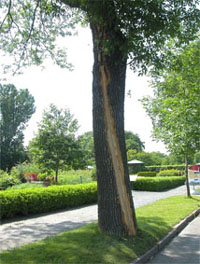 Tree with a gash in the wood (observable sign) caused by a mechanical injury (stress factor)