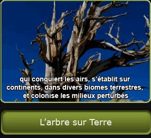 Photo d'un pin de Bristlecone, lien vers la section « L’arbre sur Terre ».