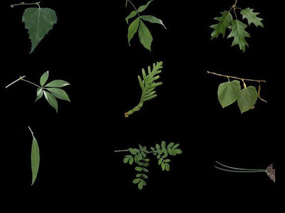 Identifier les arbres - Clé d’identification - Au coeur de l'arbre