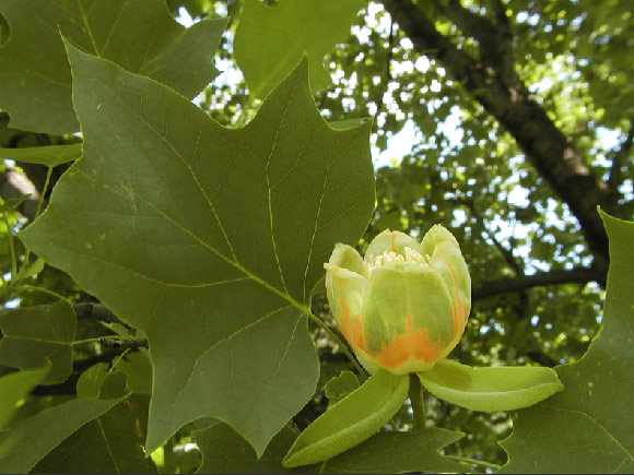 Photo of a flower and a leaf of an American tulip tree