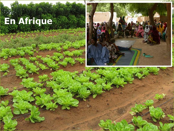 Photomontage of a quickset hedge protecting a cultivated land, and of Sahel farmers