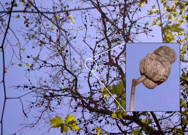 Montage photo dune photo de branches de caryer cordiforme (Carya cordiformis) couvertes de chancres en forme de boules, causs par le champignon Phomopsis, et dune  photo avec un des chances en gros plan