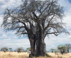 Photo of a baobab tree (Adansonia digitata) without leaves