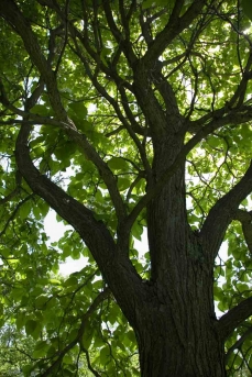 Photo of a tree in the Arboretum