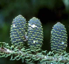 Photo de cônes d'un sapin de Corée (Abies koreana)