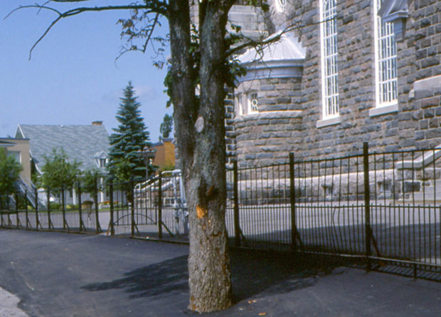 Photo of a Siberian elm (Ulmus pumila) in an urban setting, completely surrounded by asphalt