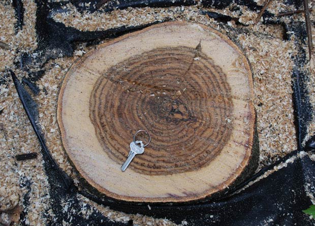 Photo d'une coupe de tronc d'un chêne rouge d'Amérique (Quercus rubra), avec le duramen clairement plus foncé que l'aubier