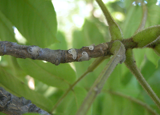 Photo d'une branche de noyer cendré (Juglans cinerea), avec des pétioles de feuilles, trois jeunes cicatrices foliaires et une vieille cicatrice foliaire