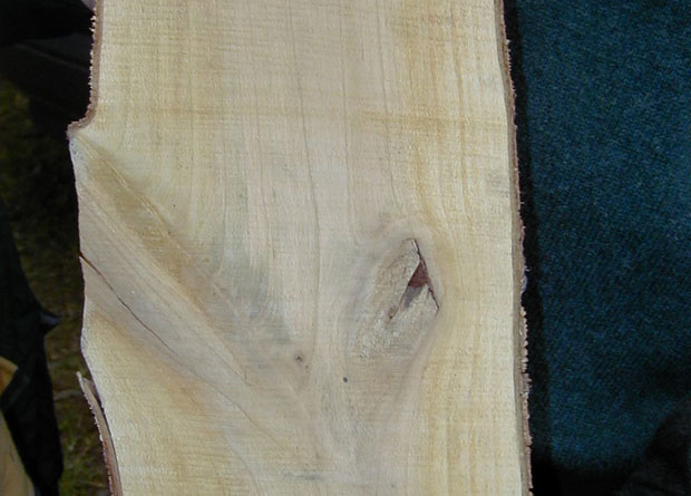 Photo de la coupe d'un tronc de cerisier tardif (Prunus serotina) avec un noeud dans le bois