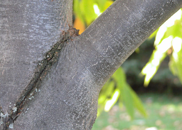 Photo de la zone de contact entre une branche et le tronc d'un châtaignier d'Amérique (Castanea dentata)