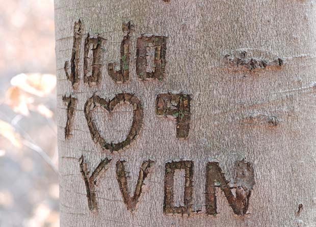 Photo d'un hêtre d'Amérique (Fagus grandifolia) avec un graffiti gravé dans son écorce