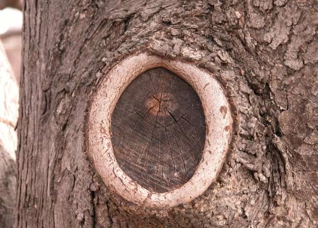 Photo of a callus around the spot where a branch fell