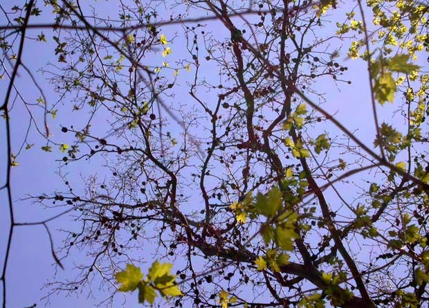 Photo de branches de caryer cordiforme (Carya cordiformis) couvertes de chancres en forme de boules, causés par le champignon Phomopsis 